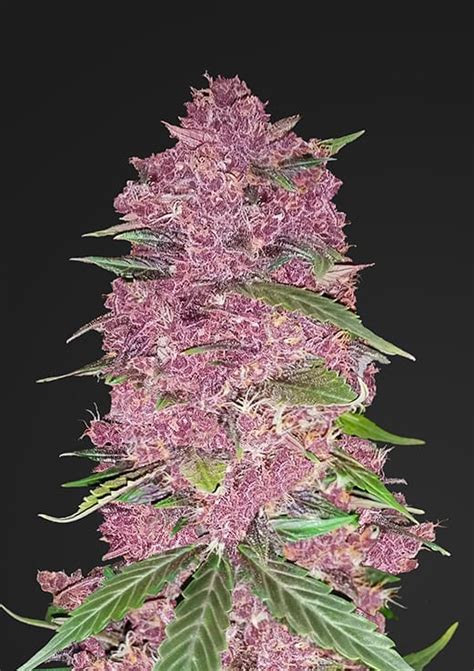 Purple Lemonade Auto – Cannabis Seeds for Sale | North Atlantic Seed Co.