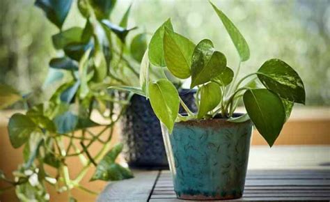 The Best Indoor Vine Plants and Climbers (With Pictures)