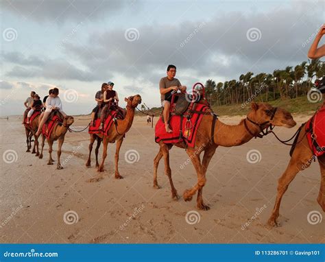 Tourist Camel Ride Cable Beach Broome Editorial Photo - Image of beach ...