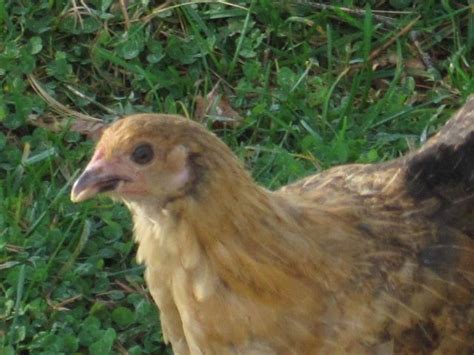 Australorp/Buff Orpington Crosses | BackYard Chickens - Learn How to Raise Chickens