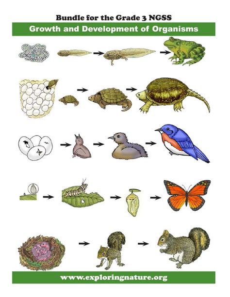 Grade 3 - Growth and Development of Organisms (Life Cycles) - Downloadable Only