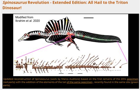 Spinosaurus had a rather unusual tail - Fossil News - The Fossil Forum