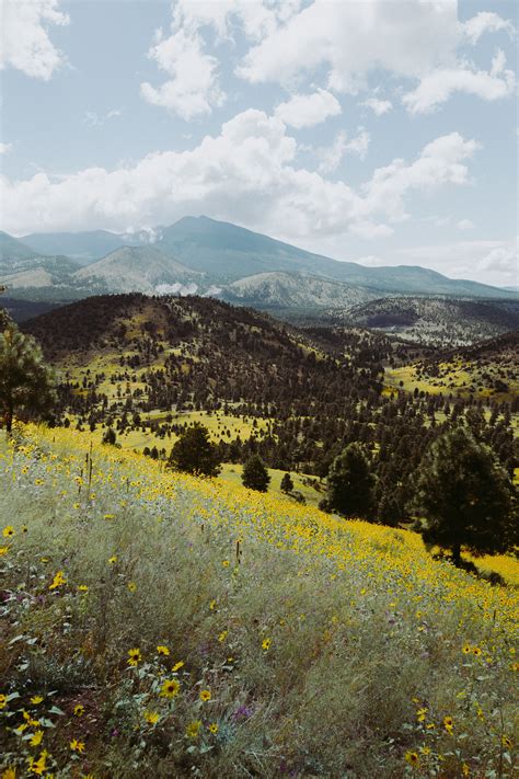 The fall wildflowers started blooming, carpeting the hills in yellow - Flagstaff, AZ [2400x3600 ...