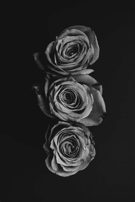 3 Roses in Black and White Digital Download. Fine Art Edit. - Etsy