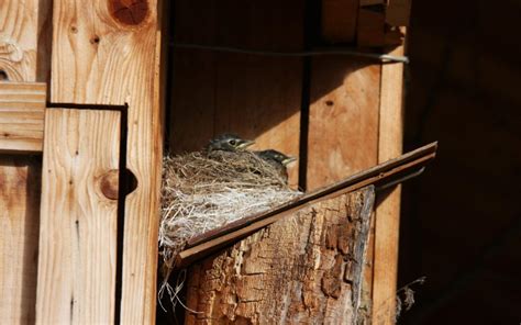 American Robin Nest - Akesi Farms