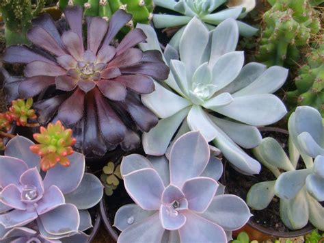 Introduction to Succulent Plants - World of Succulents