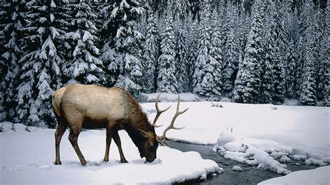 Winter season snow elk High Quality , High Definition HD wallpaper | Pxfuel