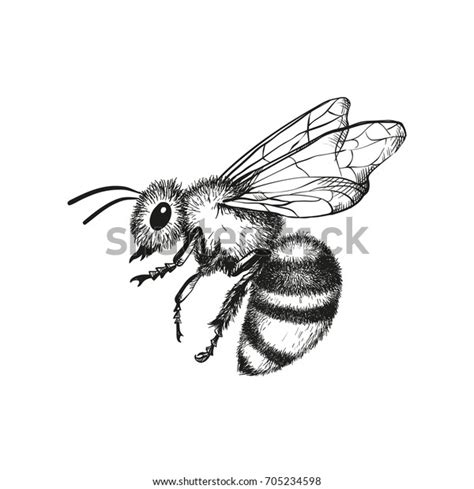 Vector Engraving Illustration Honey Bee On Stock Vector (Royalty Free ...