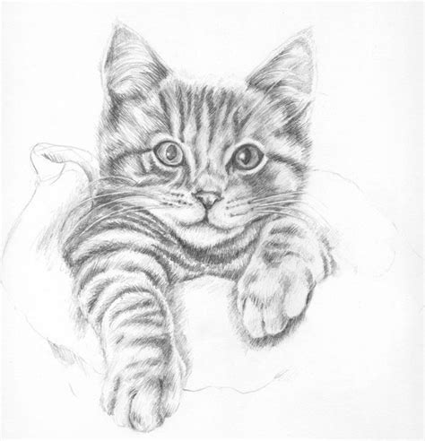 Pencil portrait of a ginger tabby kitten | Clarkpaintings