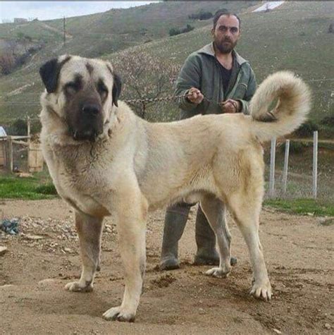 The strongest dog breed in the world, The Turkish Kangal with 760 psi ...