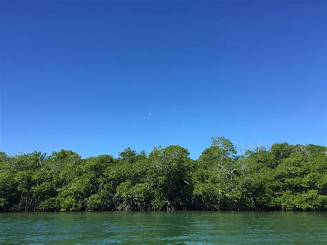 Sea Kayaking in the Mangroves off the Florida Keys – Thirdeyemom