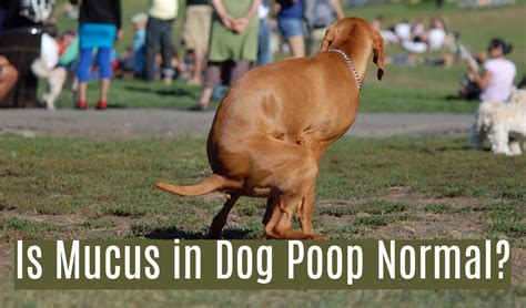 15 Causes of Mucus in Dog's Stool | PetHelpful