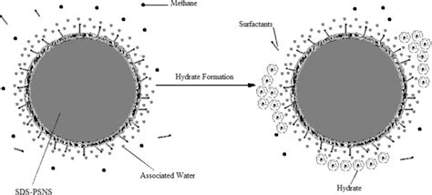 Hydrate formation mechanism in the presence of surfactant molecules. | Download Scientific Diagram