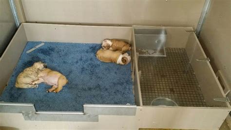 Innovations in Whelping Boxes – American Kennel Club