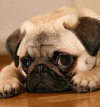 Sad Pug Face