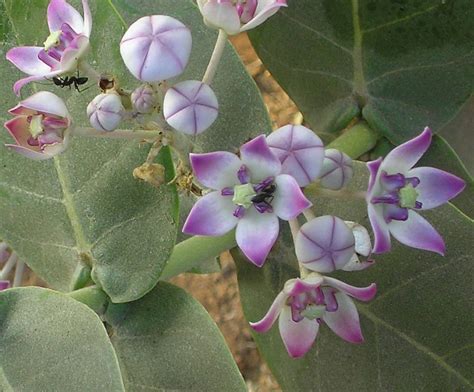 Our food plants -ఆహారంగా ఉపయోగ పడే మొక్కలు: Pollination an amazing mechanism