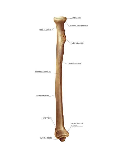 Radius Bone #5 by Asklepios Medical Atlas