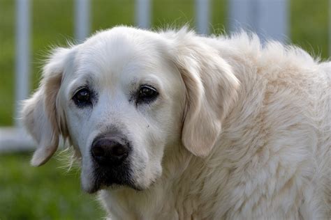 Laughter As Great Pyrenees Fails at Being a Guard Dog, Does Zoomies Instead - Newsweek