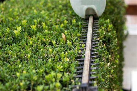 Hedge Trimmers: What To Know Before You Buy | The Family Handyman