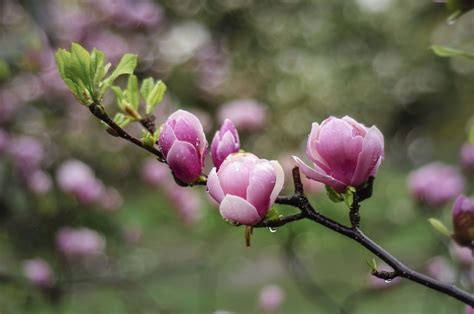 Pink Magnolia Branch | Magnolia trees, Magnolia branch, Pink flowering ...