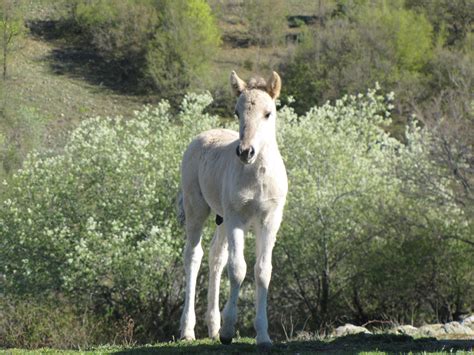 Konik | Rewilding Rhodope Mountains