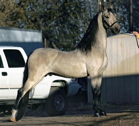 Freeman Saddlebreds - Timeline | American saddlebred horses, Horses ...