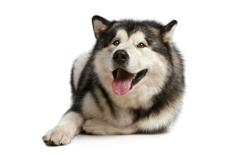 Is the Corgi Alaskan Malamute mix the best hybrid for you? - K9 Web