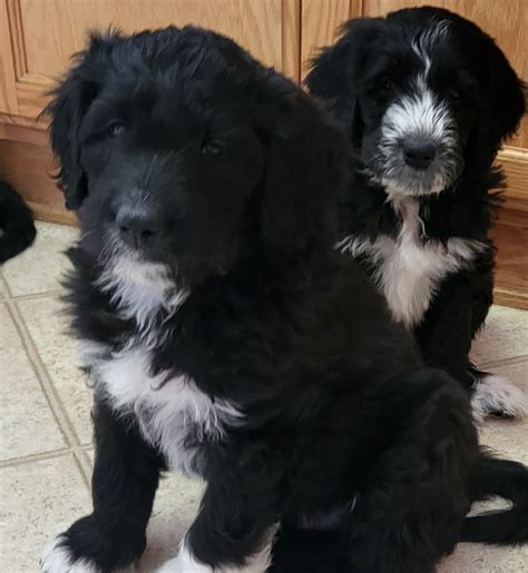 Pyredoodle Puppies For Sale | Apple Valley, CA #428069