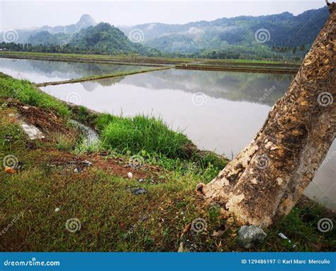 Palayan stock image. Image of palayan, rice, field, ready - 129486197