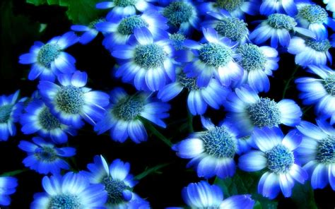 Blue and White Flower Wallpapers - Top Free Blue and White Flower ...