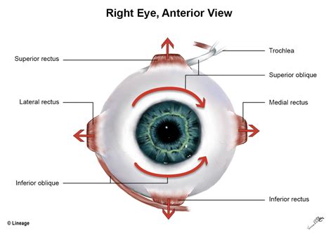 Muscles of Eye - Ophthalmology - Medbullets Step 2/3