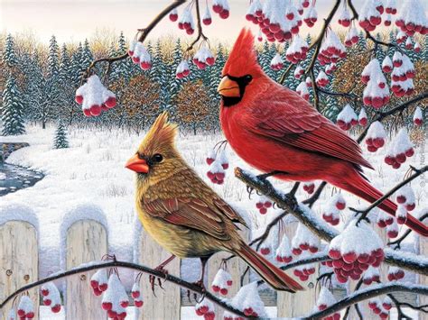 Cardinal In Snow Background