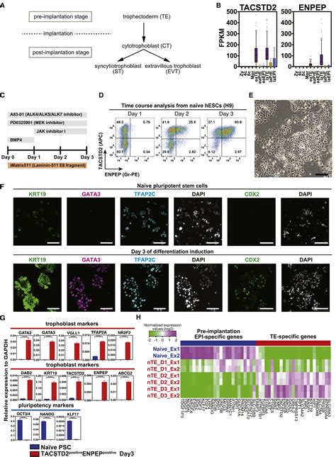 Capturing human trophoblast development with naive pluripotent stem ...