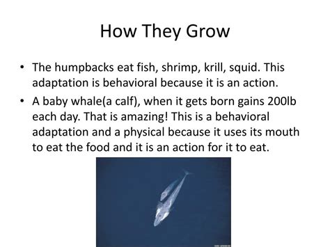 PPT - Whales and their Adaptations PowerPoint Presentation, free ...