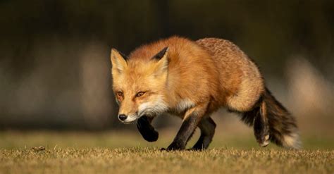 Fox Habitat: Where Do Foxes Live? - A-Z Animals