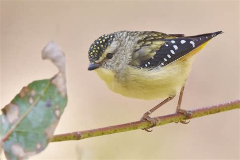 Spotted Pardalote female | I got to see and photograph the f… | Flickr