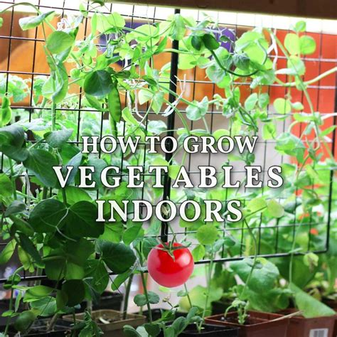 How to Grow Vegetables Indoors (Easy Beginner’s Guide)