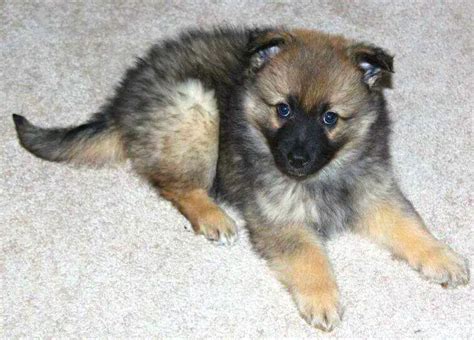 20 Shetland Sheepdog Mixes That Will Leave No One Indifferent - Page 6 ...