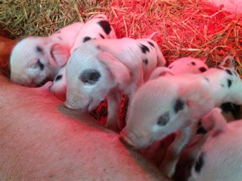 Gloucester Old Spot piglets born for Easter weekend - Coopers Farm