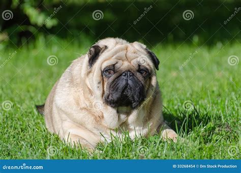 Fat Pug Dog Stock Images - Image: 33268454