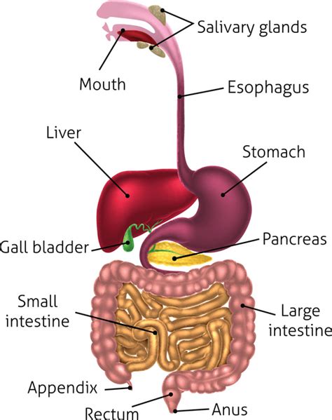 Organs of the Abdominopelvic Cavity | MedicTests