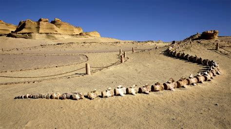 'Walking whale' fossils unveiled in Egypt | CTV News