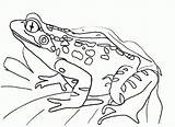 Free Printable Frog Coloring Pages For Kids sketch template