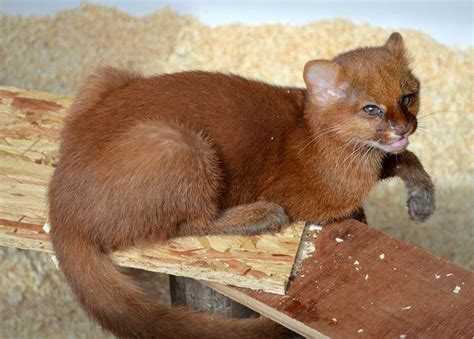 9 wk old jaguarundi kitten | Small wild cats, Wild cat species, Wild cats