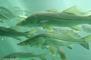 Snook On The Big Bend? You Bet-Provided We Have a Warm Winter! - Visit ...