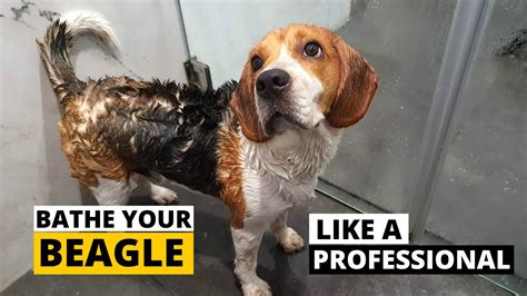 How to Bathe your Beagle the Right Way - (Beagle Grooming Part 3) - YouTube