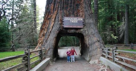 Laura's Blog: Humboldt Redwoods State Park