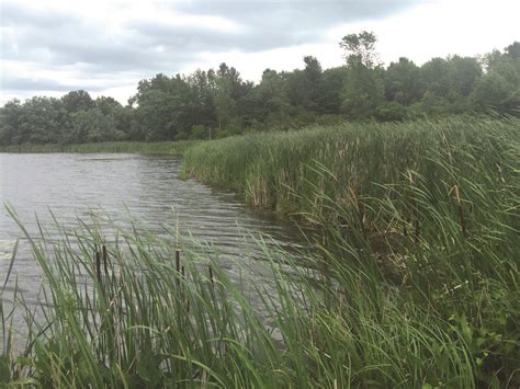 More Muskie Habitat Conserved | Thousand Islands Land Trust