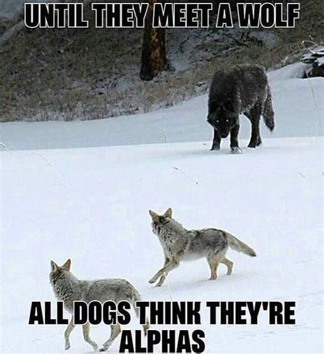 #wolf #dogs #alphas #alpha #alphamale #true #yup #brocode #menscorner # ...