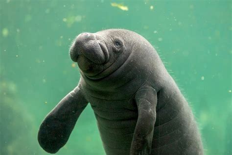 Kids for Manatees